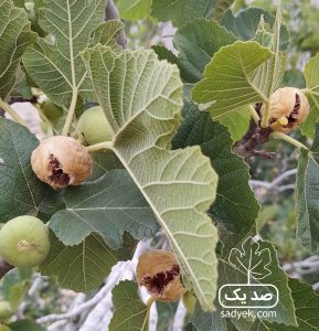 انجیر روی درخت و به صورت طبیعی خشک می شود "نحوه
