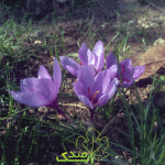 خرید زعفران از کشاورز