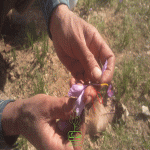 زعفران و خواص معجزه آسای آن برای زنان