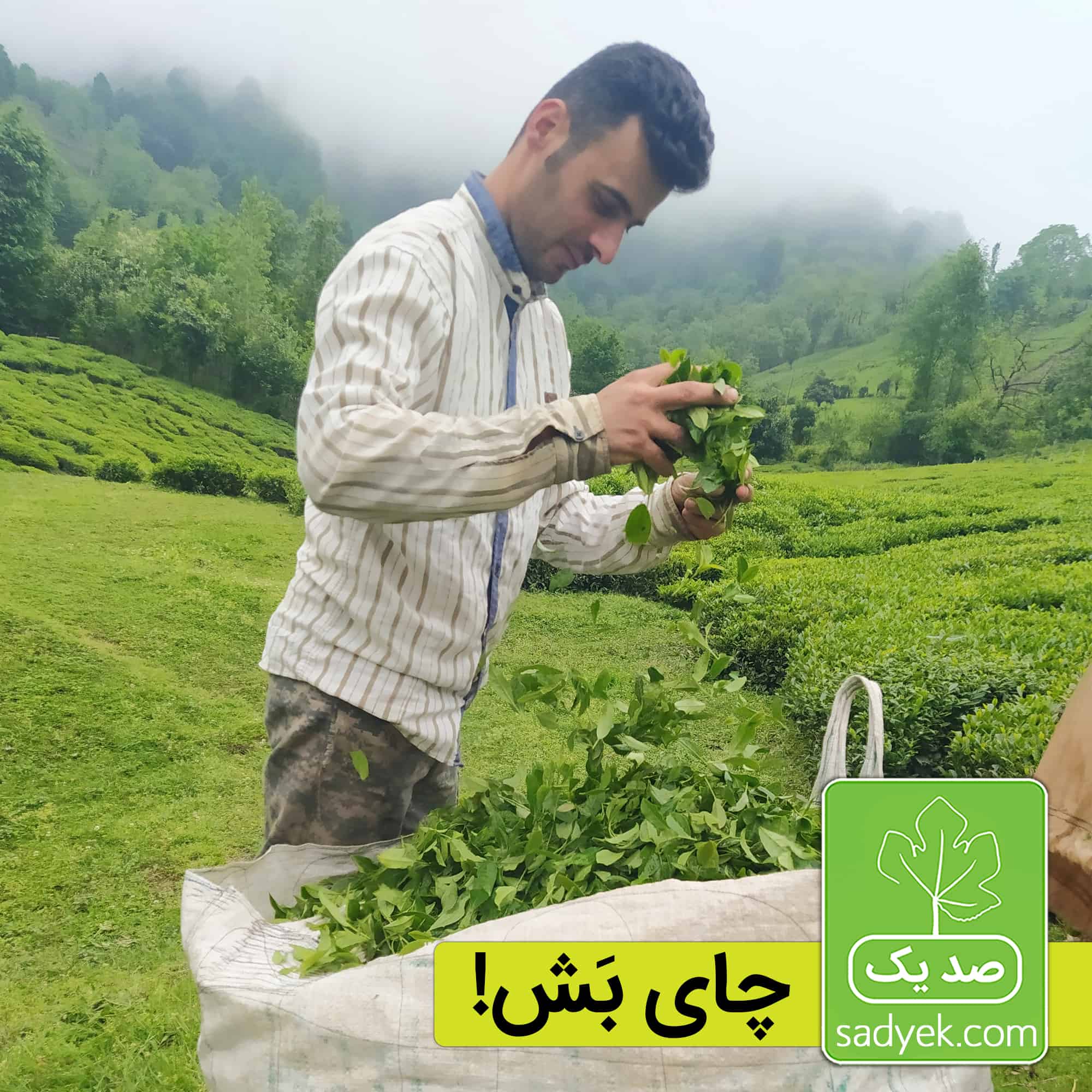خرید و قیمت چای ایرانی