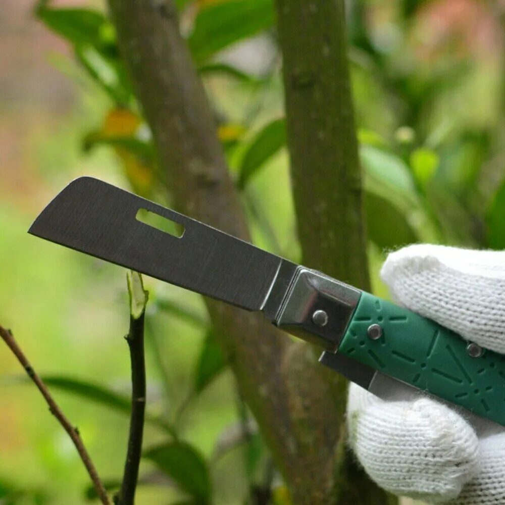 پیوند زدن درخت: راهی جهت ارتقاء باغبانی