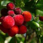 نکات مهم در کاشت و نگهداری نهال های میوه(آلو کبرایی، سیب سیاه و توت فرنگی درختی)