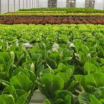 کاشت بذر سبزیجات در باغچه و آپارتمان