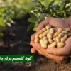 کود کلسیم برای بادام زمینی _ خواص و مزایا
