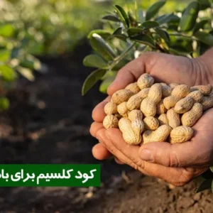 کود کلسیم برای بادام زمینی _ خواص و مزایا