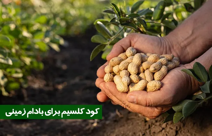 کود کلسیم برای بادام زمینی _ خواص و مزایا
